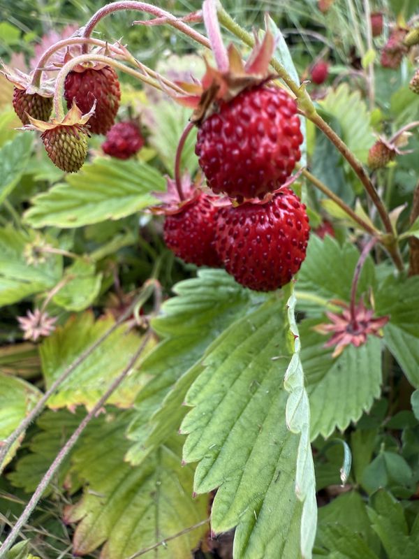 Fragaria vesca - Woodland Strawberry