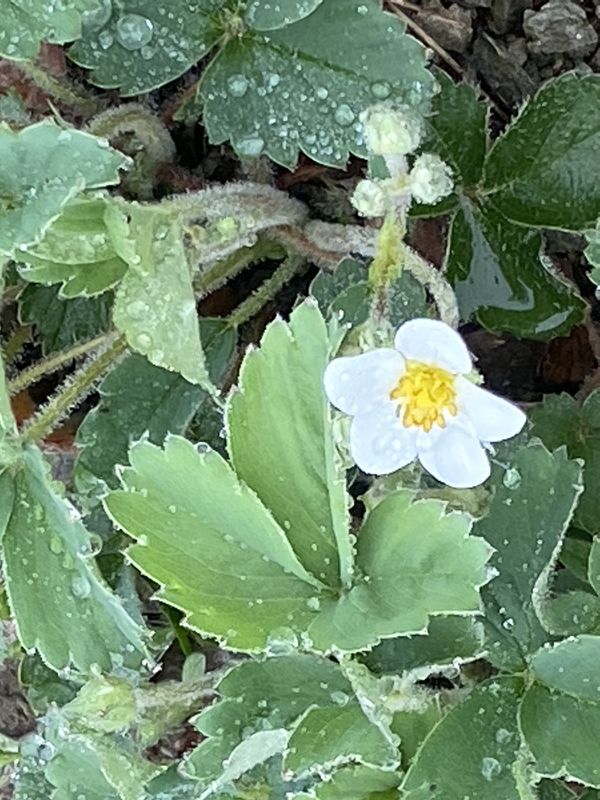 Fragaria virginiana - Mountain Strawberry
