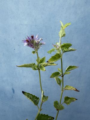 Agastache utricifolia - Nettle Leaf Giant Hyssop