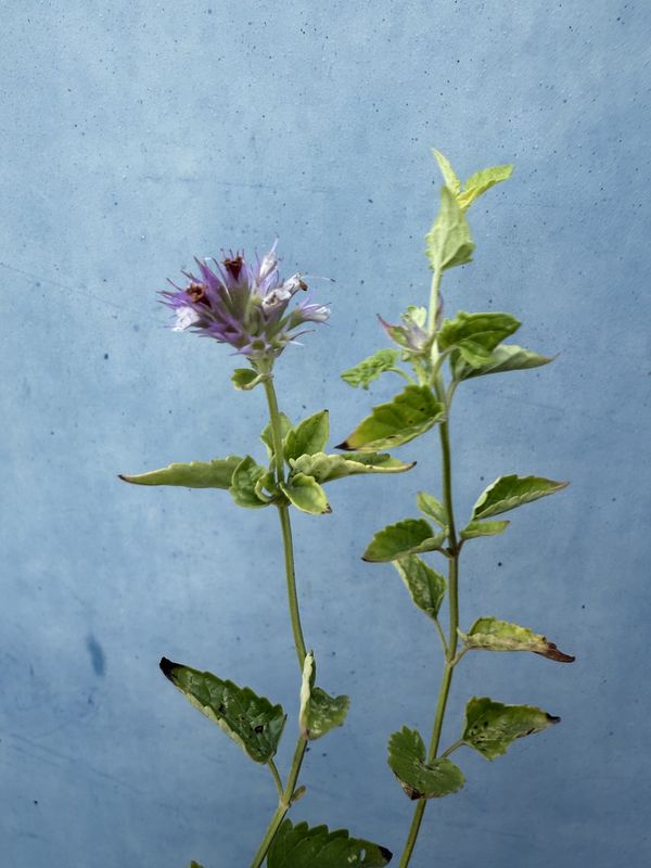 Agastache utricifolia - Nettle Leaf Giant Hyssop