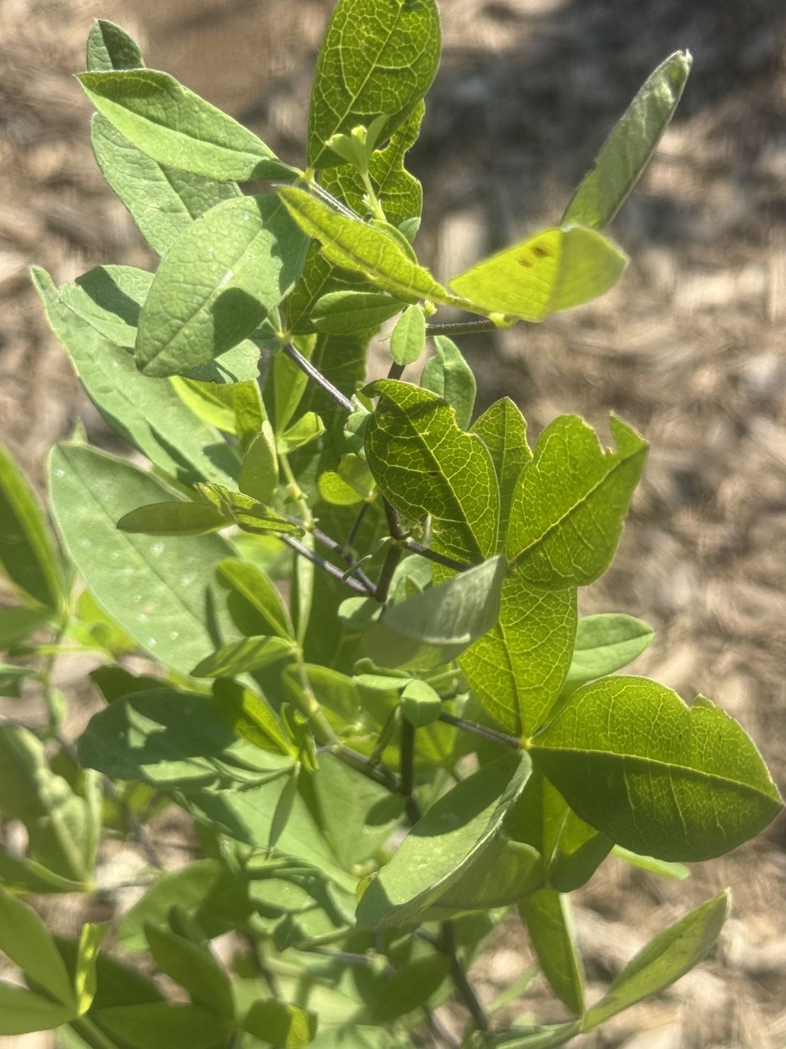 Thermopsis gracilis - Slender Goldenbanner