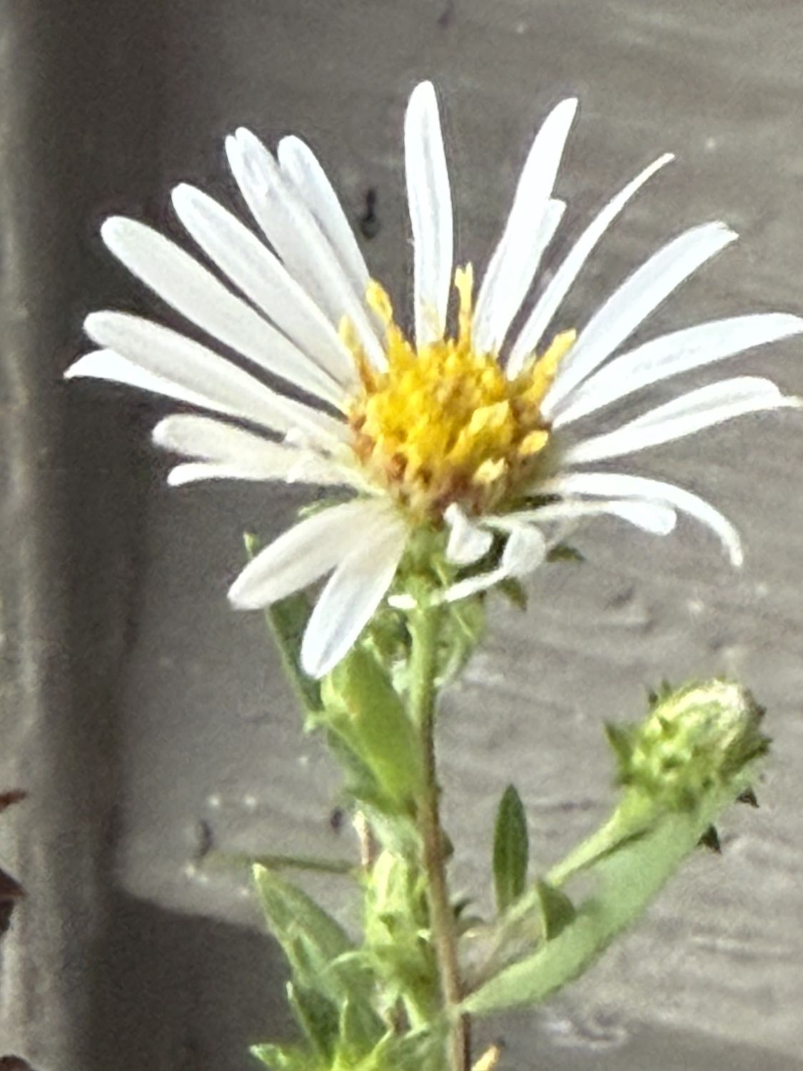 Symphyotrichum hallii - Hall&#39;s Aster