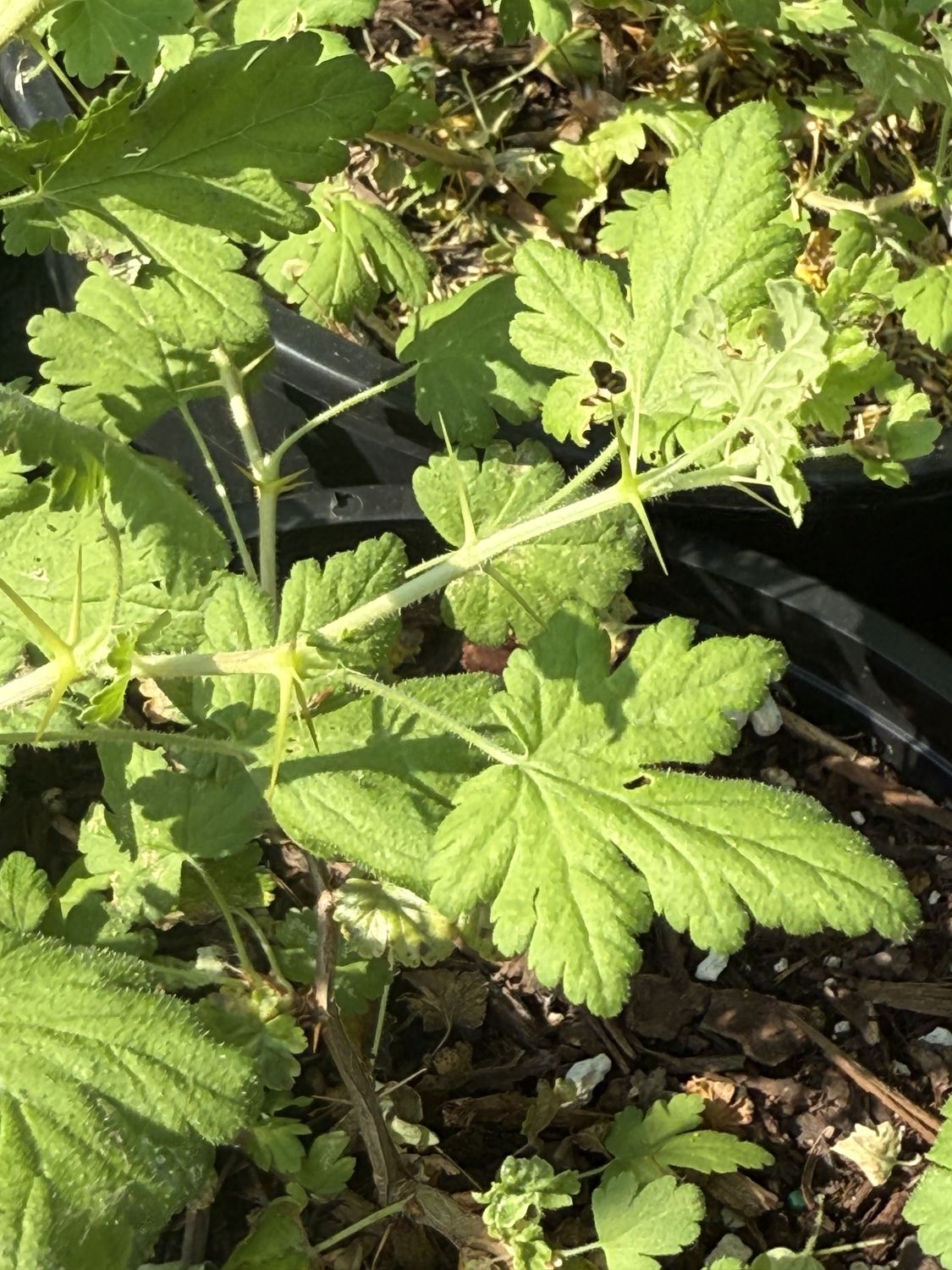 Ribes lobbii - Gummy Gooseberry