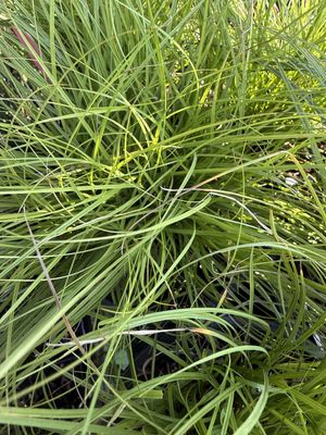 Carex pachystachya - Starry Sedge