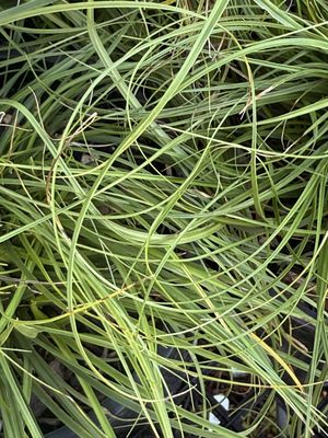 Carex tumulicola - Foothill Sedge