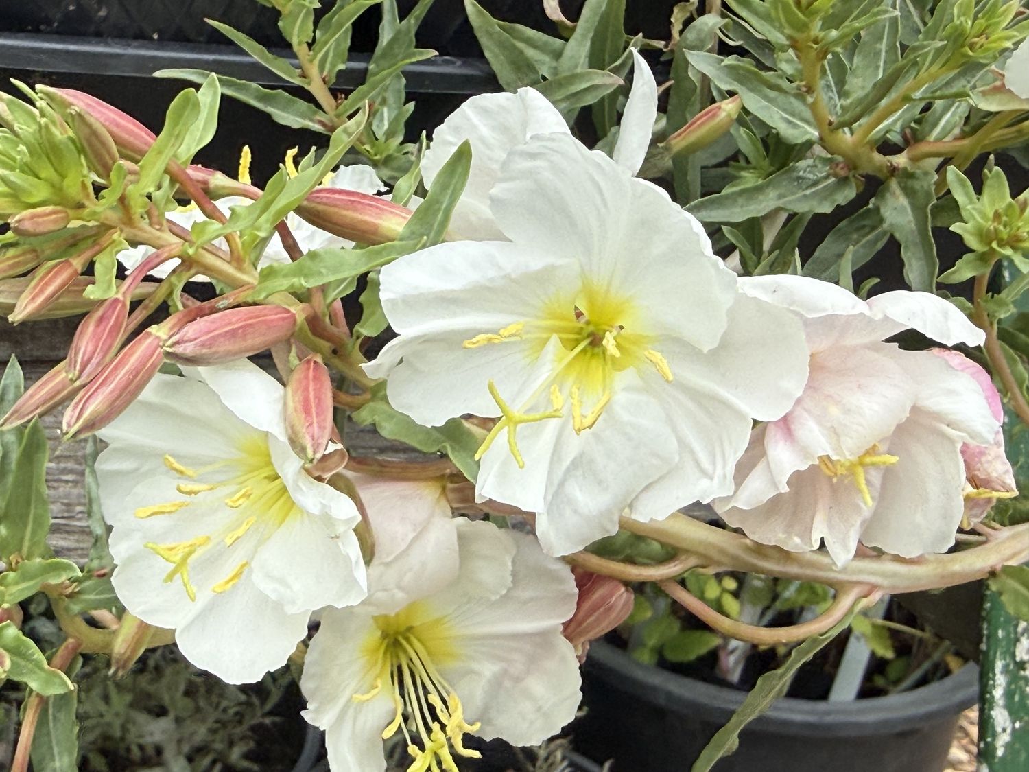 Oenothera pallida - Pale Evening Primrose