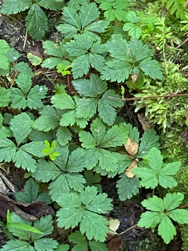 Rubus pedatus - Strawberry Leaf Raspberry