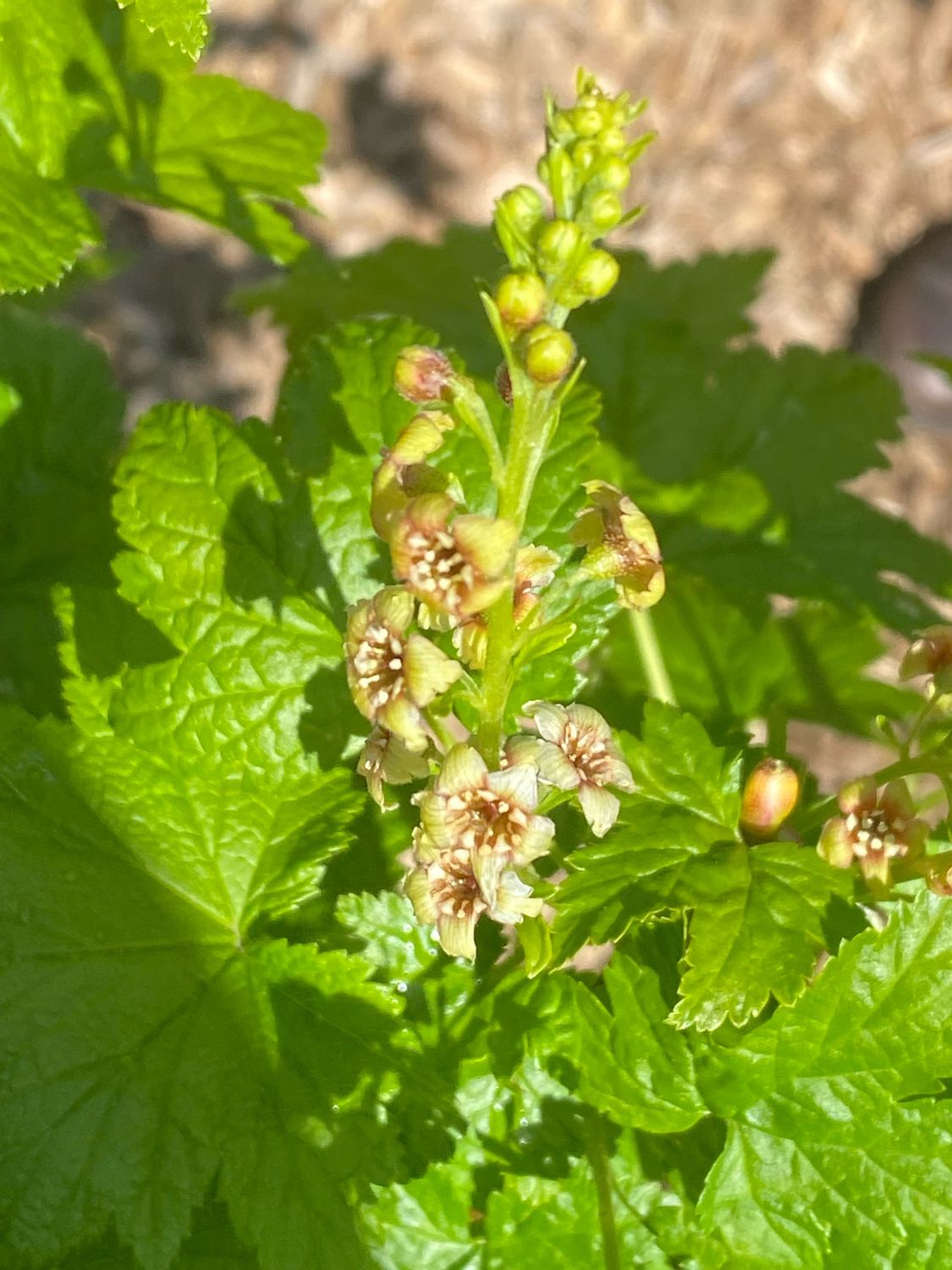 Ribes bracteosum - California Black Currant or Stink Currant