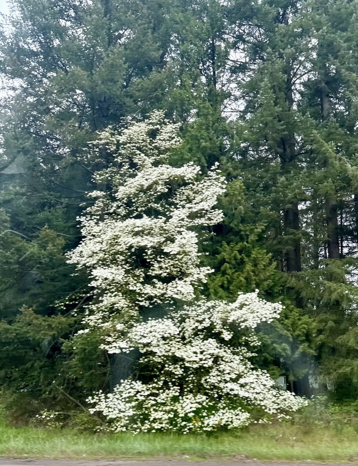 Cornus nuttallii - Pacific Dogwood