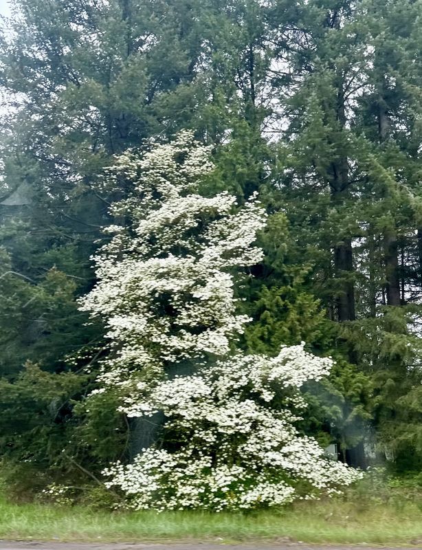 Cornus nuttallii - Pacific Dogwood