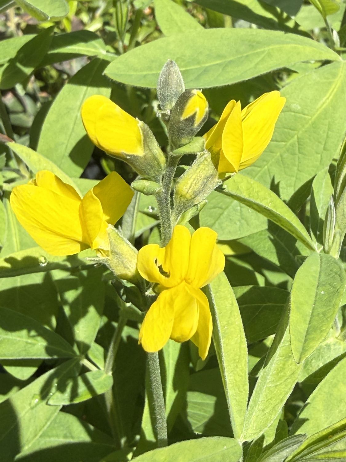 Thermopsis gracilis - Slender Goldenbanner