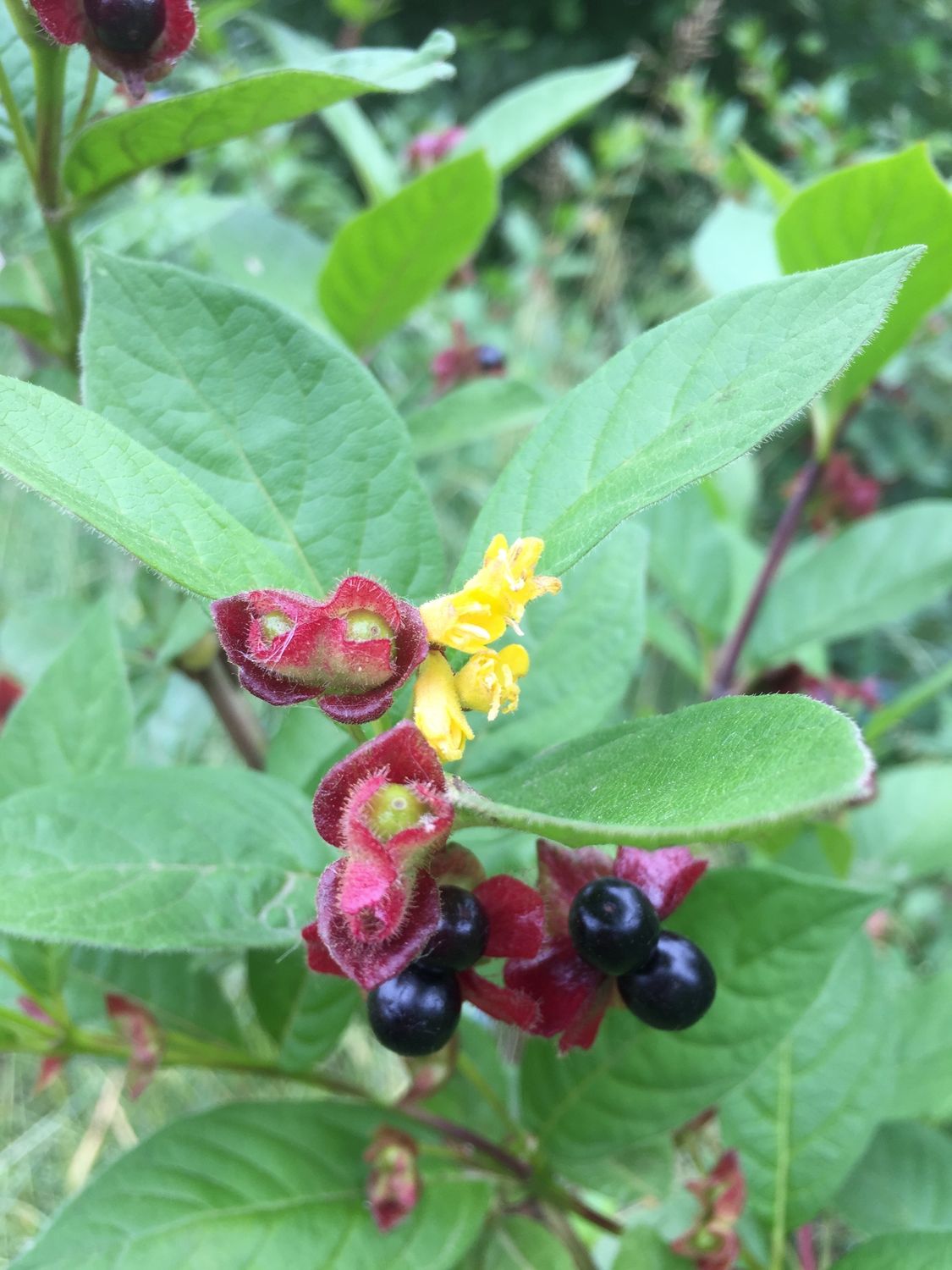 Lonicera involucrata - Black Twinberry Honeysuckle