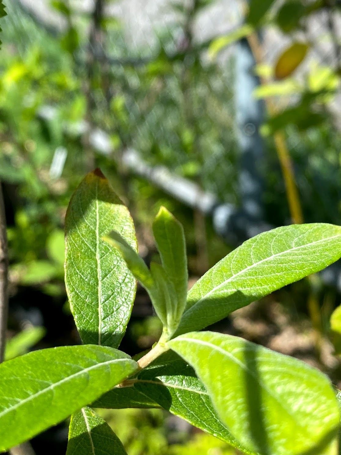 Salix sitchensis - Sitka Willow