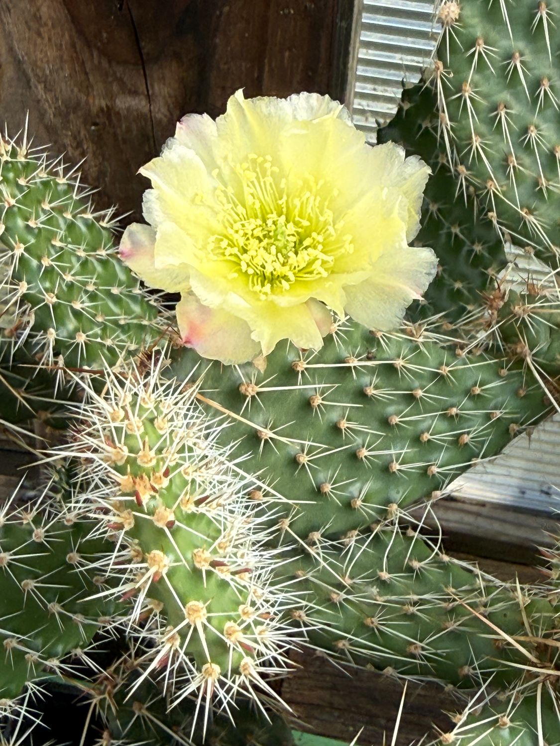 Opuntia columbiana - Columbia Prickly-pear