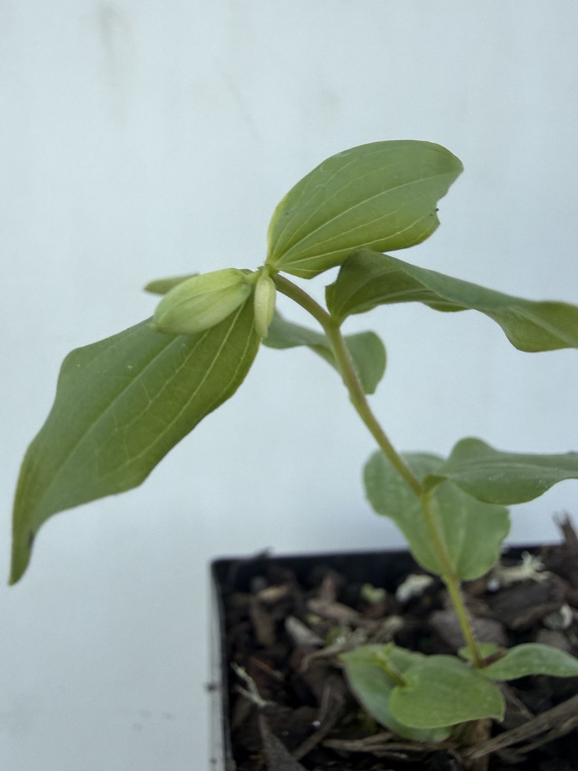 Prosartes hookeri – Fairy-bells, Hooker's Fairy-bells