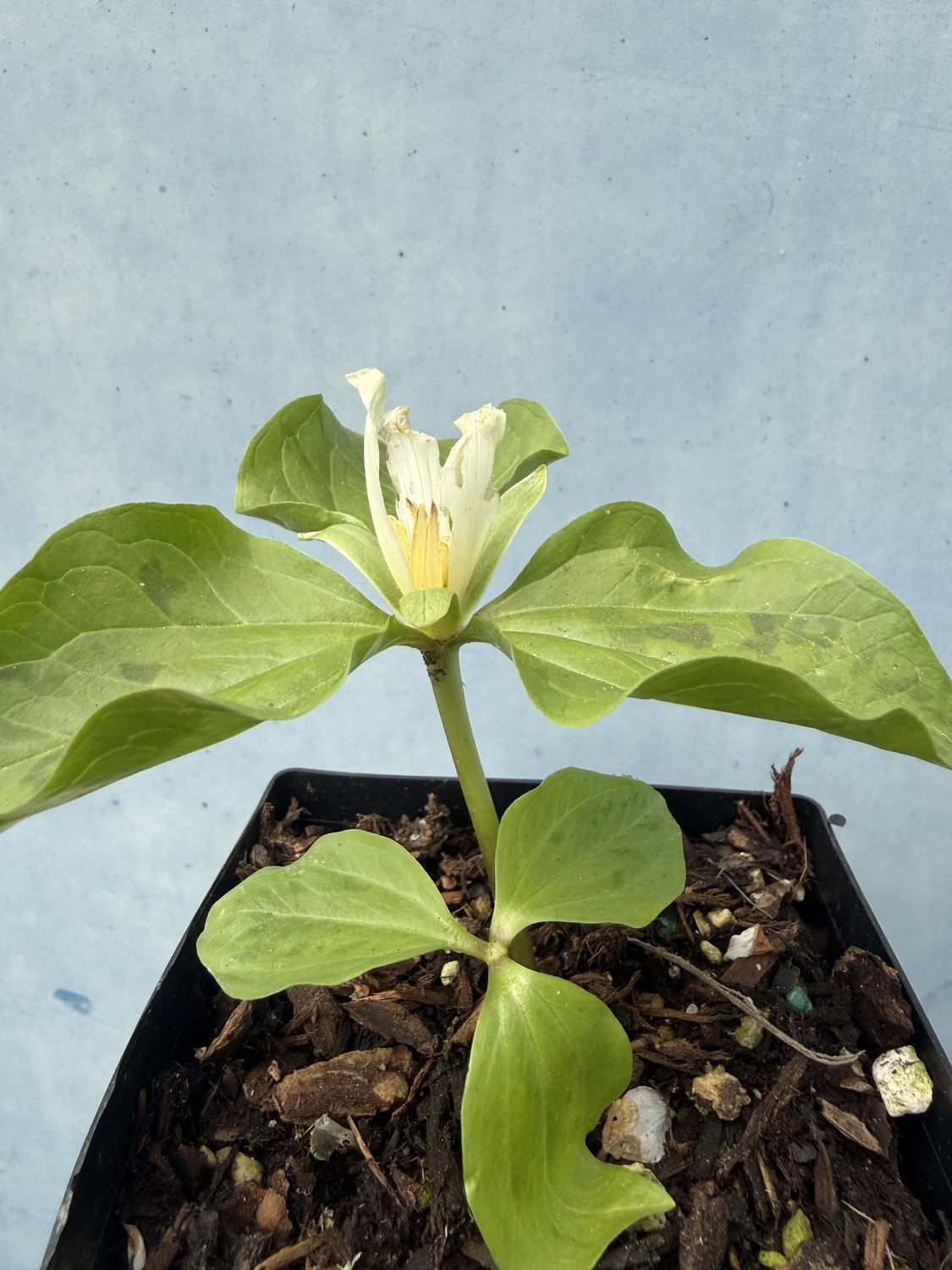 Trillium albidum - Giant Trillium, Sessile Trillium