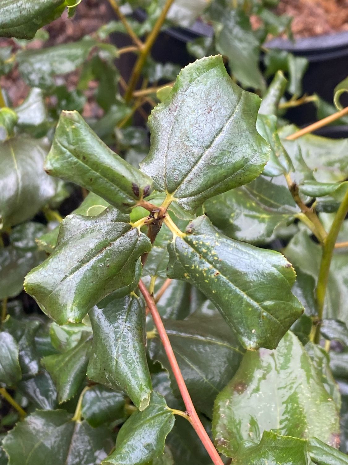 Ceanothus velutinus - Mountain Balm or Snowbrush Ceanothus