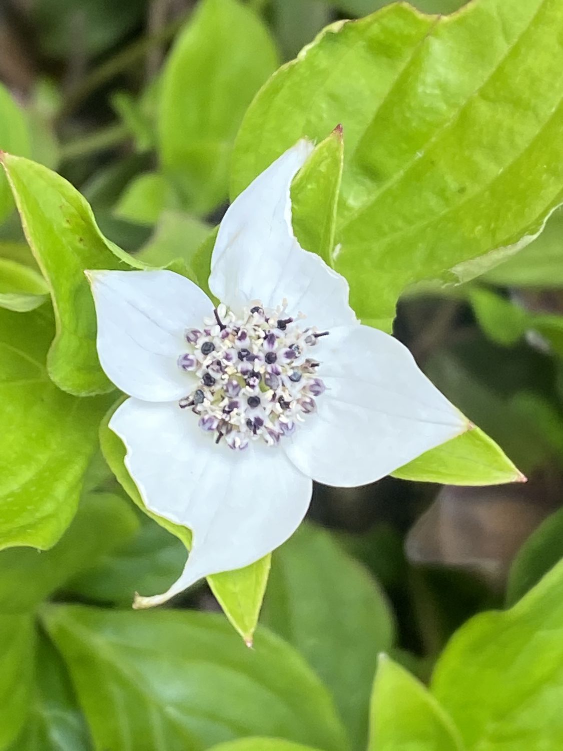 Cornus canadensis - Bunchberry Dogwood