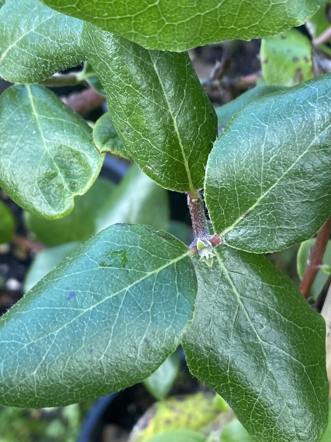 Garrya elliptica - Coast Silk Tassel