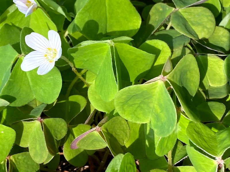 Oxalis oregana - Redwood Sorrel