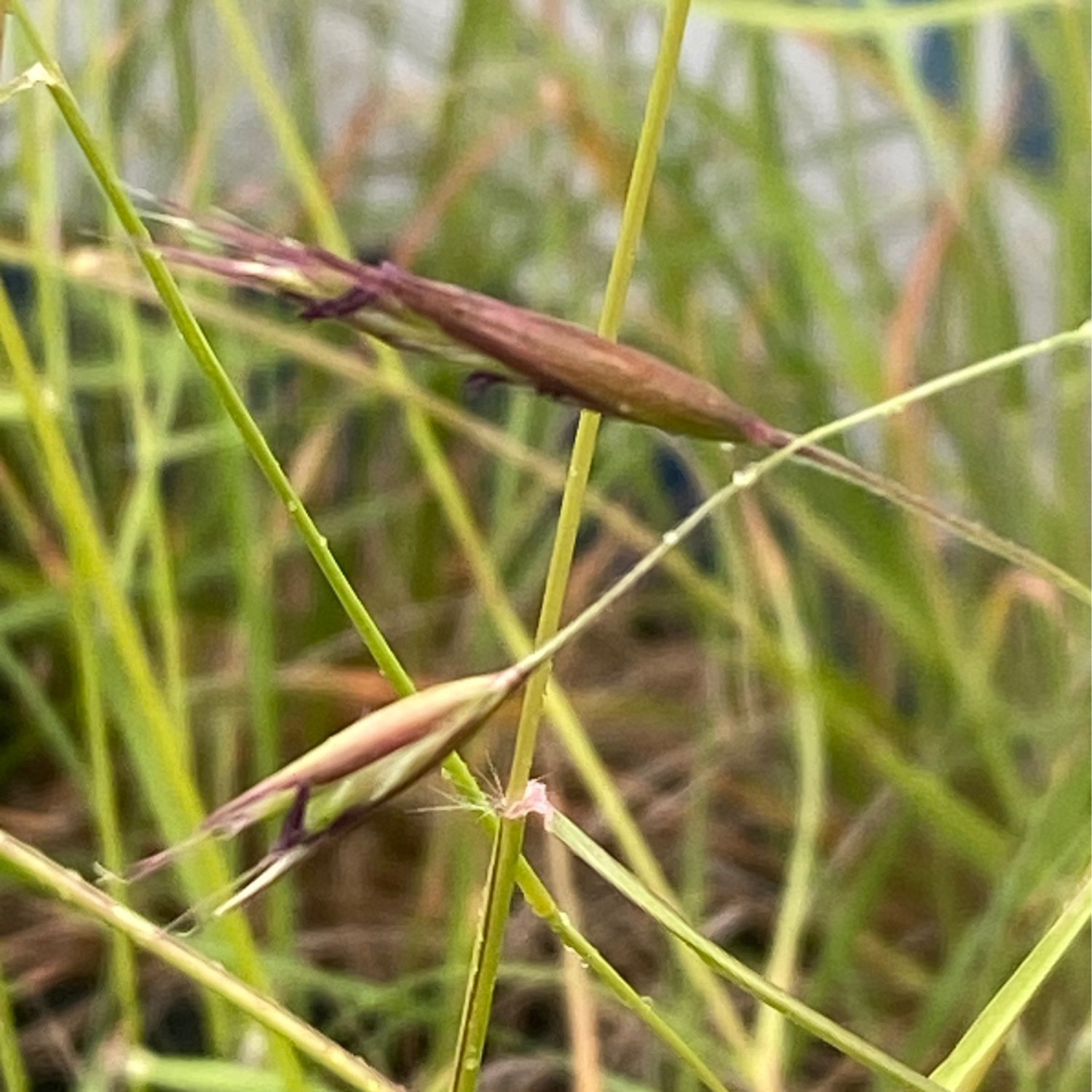 Danthonia californica - California Oatgrass