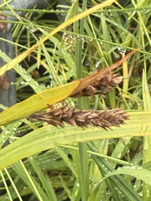 Carex mertensii - Merten's Sedge