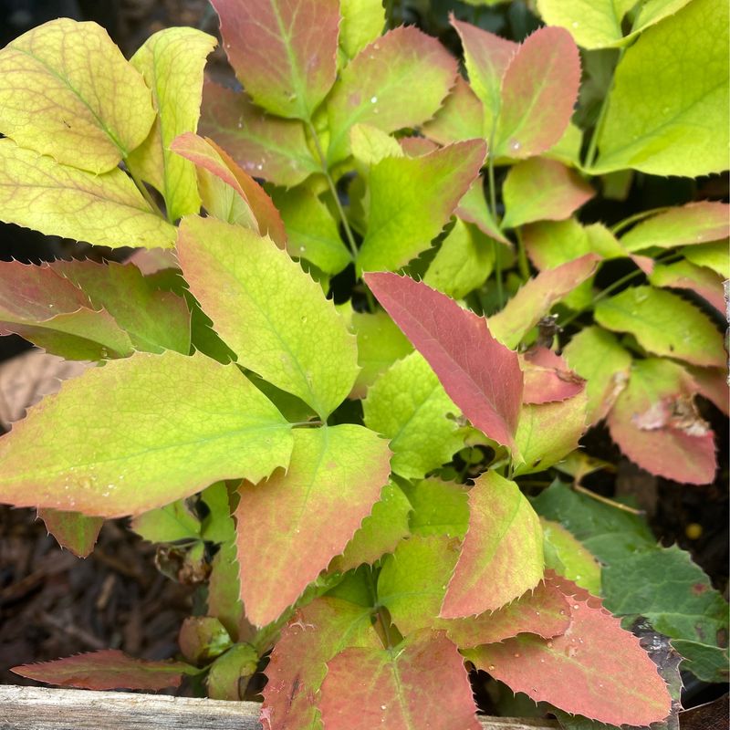 Mahonia (Berberis) repens - Creeping Oregon Grape