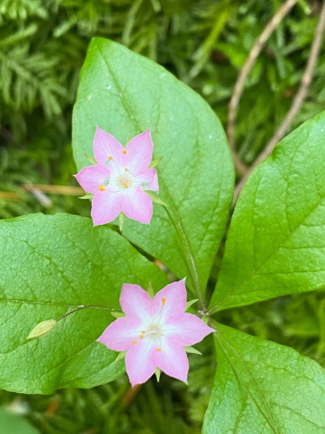 Lysimachia latifolia - Broad-leafed Starflower