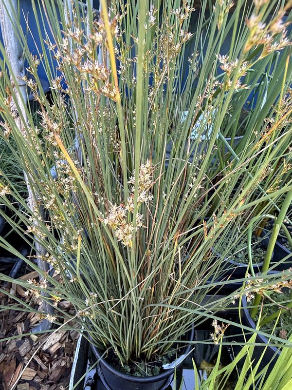 Juncus patens - Spreading Rush