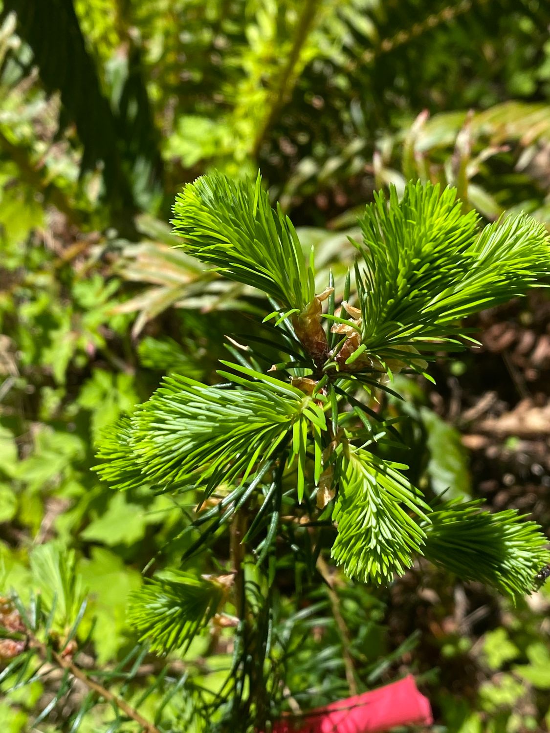 Pseudotsuga menziesii - Douglas Fir