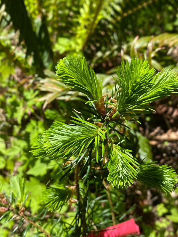 Pseudotsuga menziesii - Douglas Fir