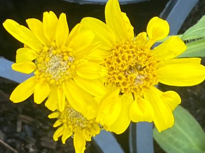Arnica chamissonis - Meadow Arnica