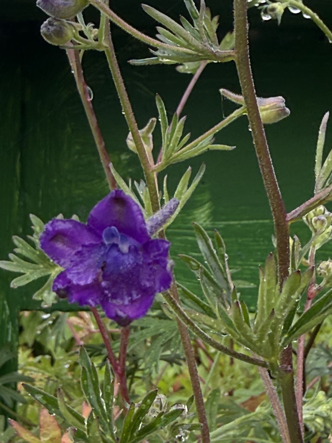 Delphinium oreganum - Willamette Valley Larkspur