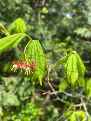 Acer circinatum - Vine Maple