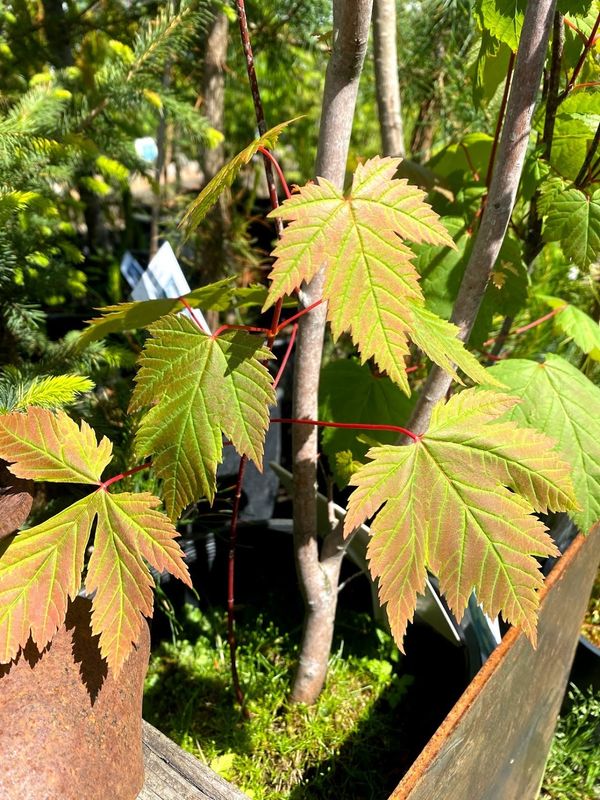 Acer glabrum - Rocky Mountain Maple