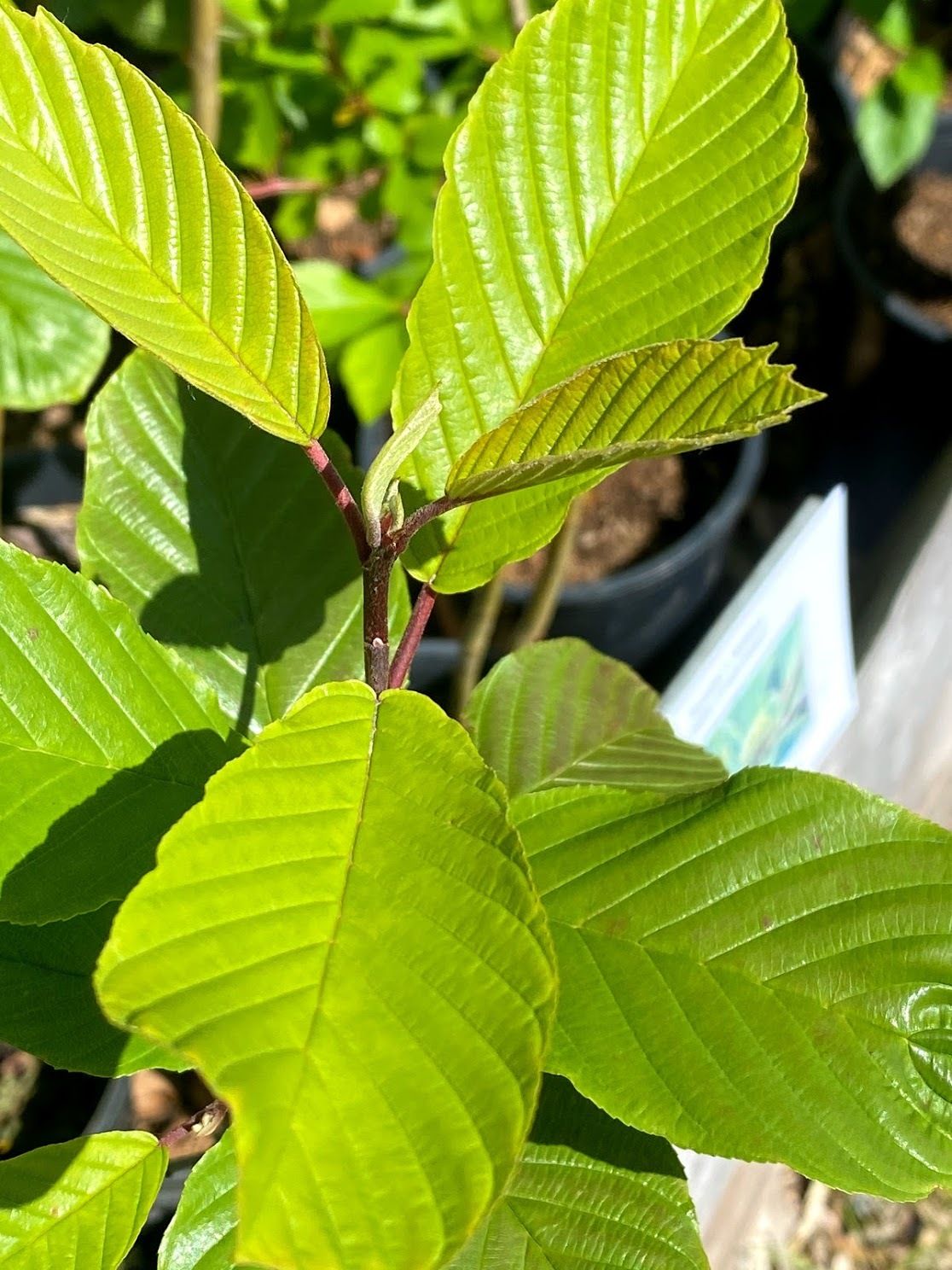 Frangula purshiana - Cascara