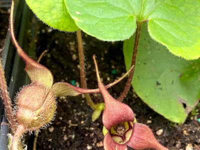 Asarum caudatum - Wild Ginger
