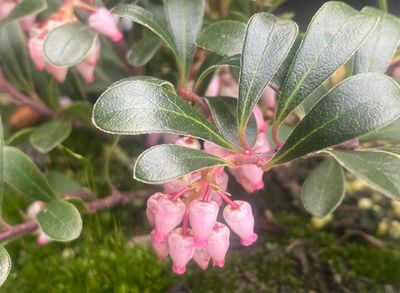 Arctostaphylos uva-ursi - Kinnikinnick