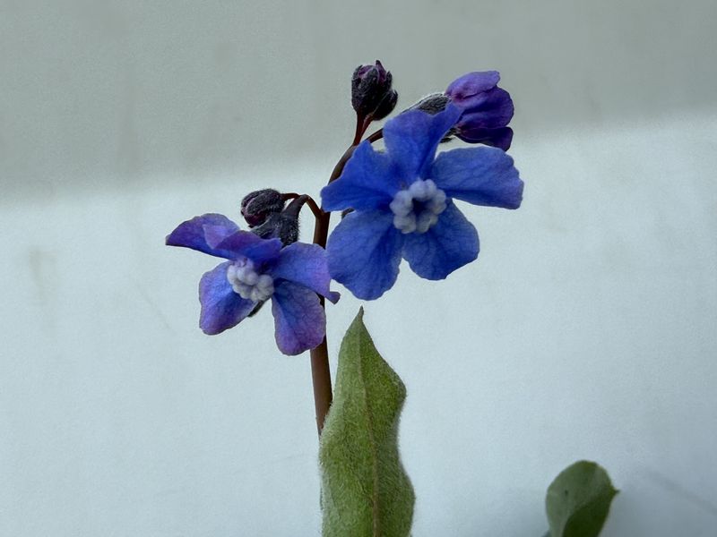 Adelinia (Cynoglossum) grandis - Adeline's hound's-tongue, Pacific hound's-tongue