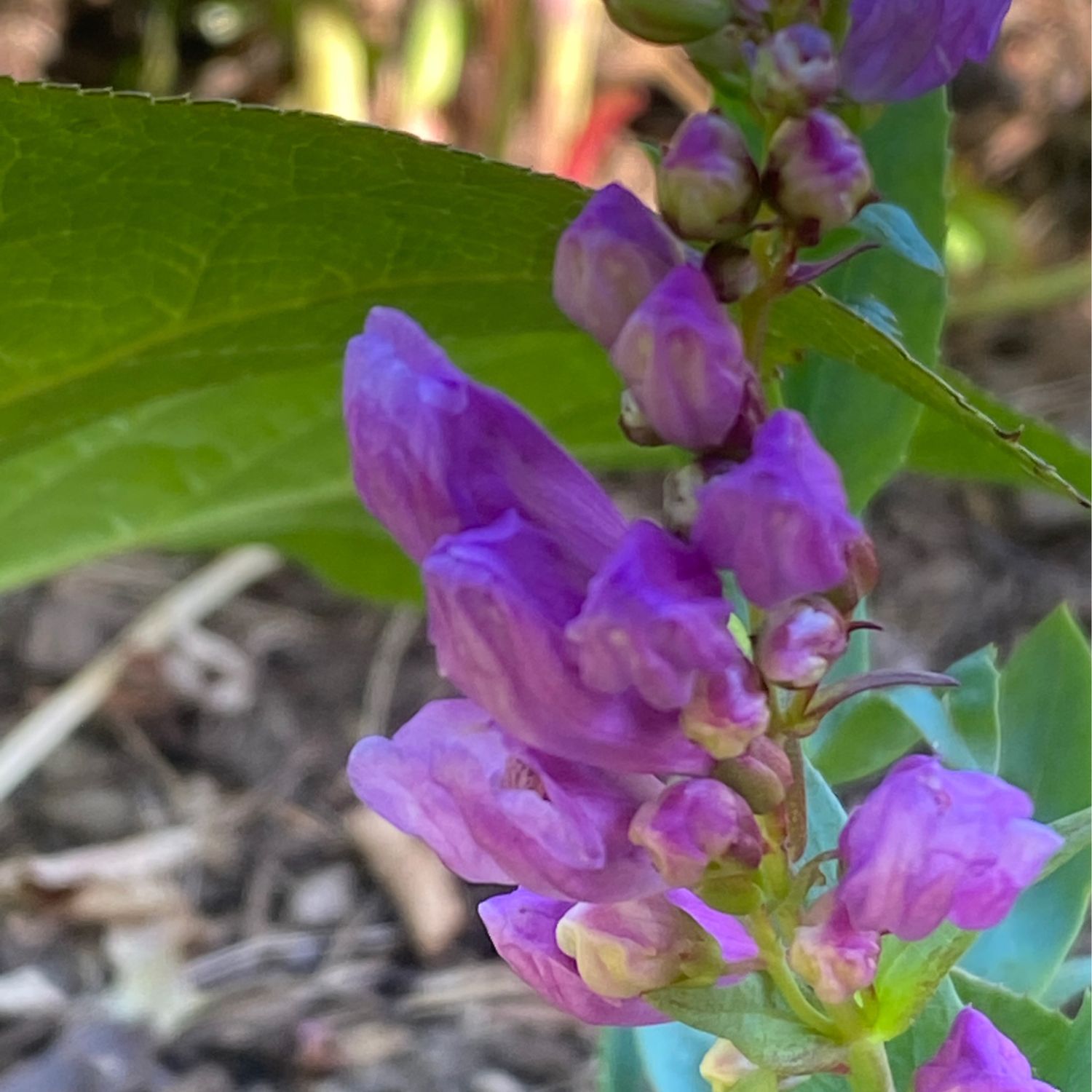 Penstemon barrettiae - Barrett's Penstemon