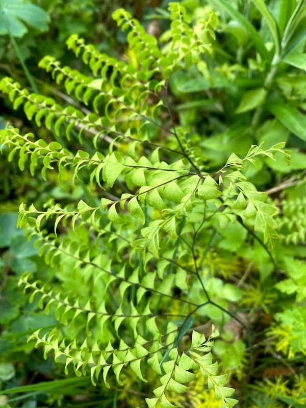 Adiantum aleuticum (pedatum) - Western Maidenhair Fern