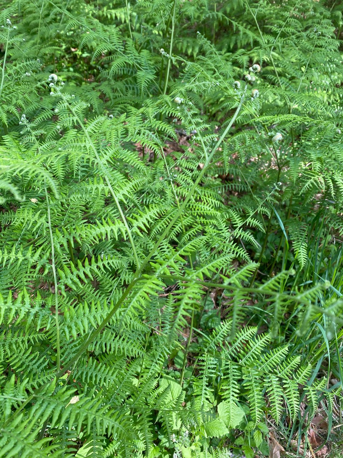Pteridium aquilinum - Western Bracken Fern