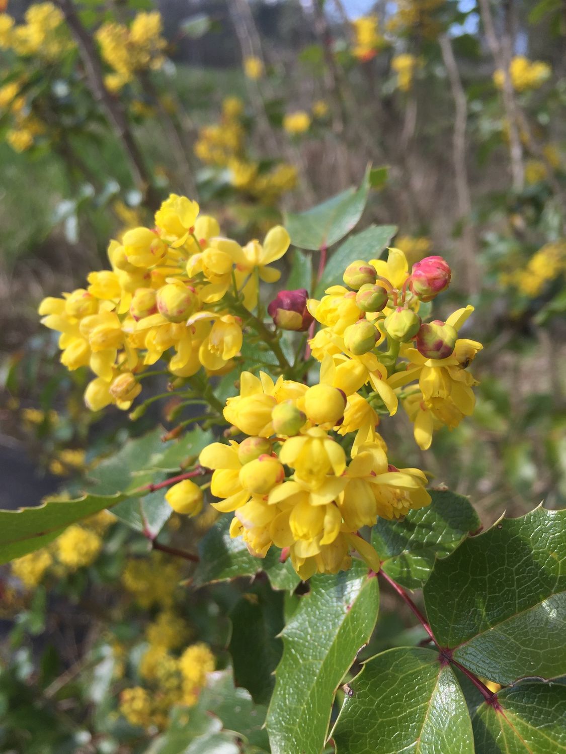Mahonia (Berberis) aquifolium - Tall Oregon Grape