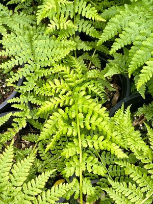 Athyrium filix-femina - Lady Fern