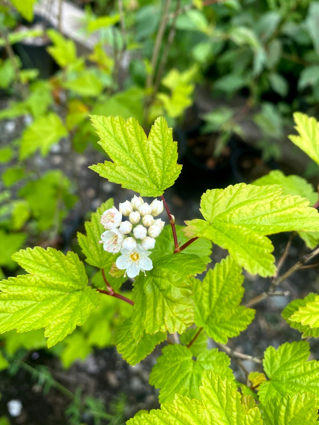Physocarpus capitatus - Pacific Ninebark