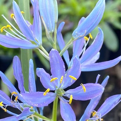 Camassia quamash - Common Camas