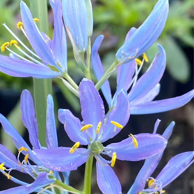 Camassia quamash - Common Camas