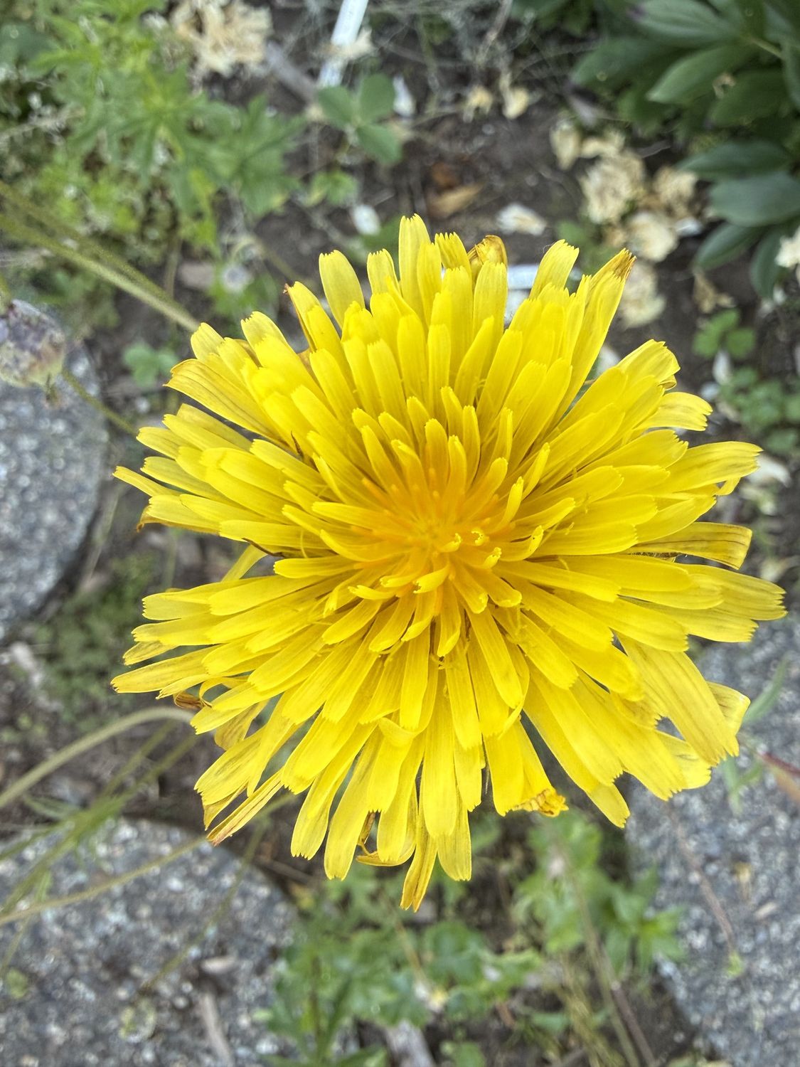 Microseris laciniata - Cut Leaf Silver puffs