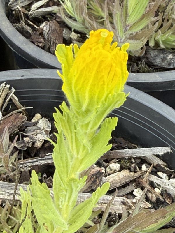 Castilleja levisecta - Golden Paintbrush