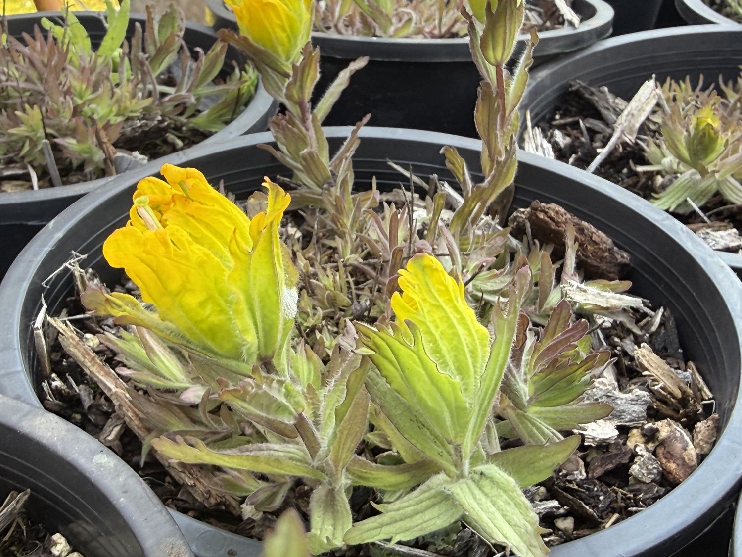 Castilleja levisecta - Golden Paintbrush